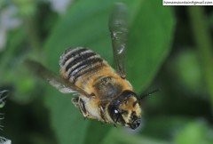 Megachile maritima