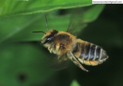 Megachile maritima