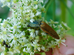 Ctenicera virens
