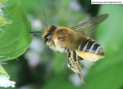 Megachile maritima