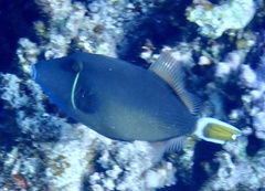 Sufflamen albicaudatum