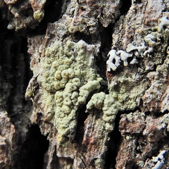 Pertusaria pustulata
