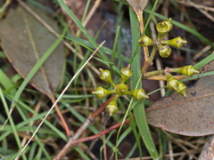 Eucalyptus ovata