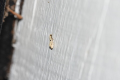 Tinea trinotella