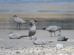 Leucophaeus modestus