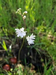 Lithophragma affine