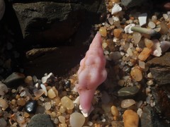 Nodopelagia brazieri