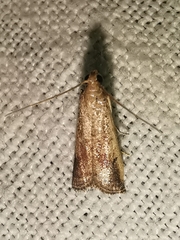 Metallostichodes nigrocyanella