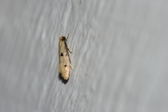 Tinea trinotella