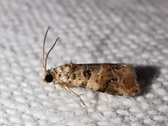 Lobesia botrana