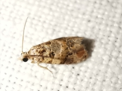 Lobesia botrana