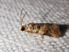 Lobesia botrana