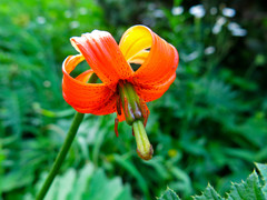 Lilium carniolicum