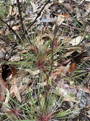 Dracophyllum secundum
