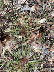 Dracophyllum secundum