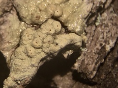 Pertusaria pustulata