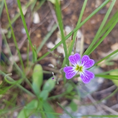 Magnoliopsida