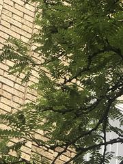 Gleditsia triacanthos