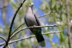 Streptopelia semitorquata