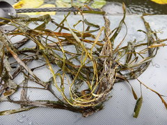 Potamogeton compressus