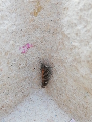 Aristotelia ericinella