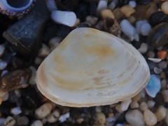 Mactrotoma antecedens