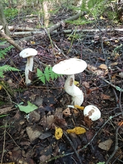 Leccinum percandidum