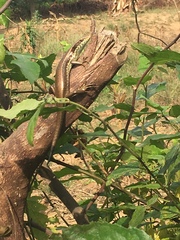 Eutropis longicaudata