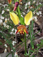 Diuris brumalis