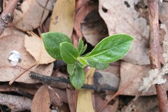 Pittosporum undulatum