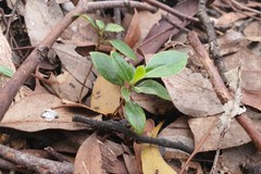 Pittosporum undulatum