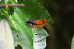 Spilarctia nydia