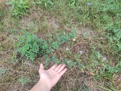 Medicago sativa