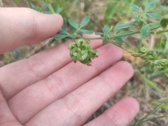 Medicago sativa