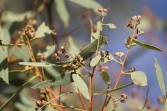 Eucalyptus coolabah