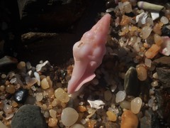 Nodopelagia brazieri