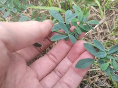 Medicago sativa