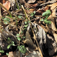 Cardamine douglassii