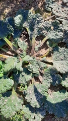 Arctopus echinatus
