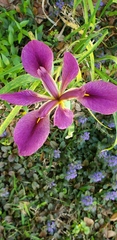 Iris brevicaulis