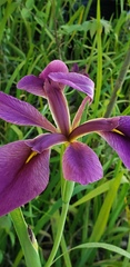 Iris brevicaulis