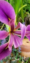 Iris brevicaulis