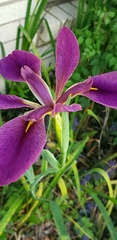 Iris brevicaulis
