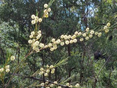 Acacia quadrilateralis