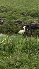 Platalea leucorodia