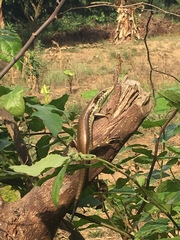 Eutropis longicaudata