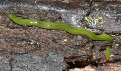 Othelosoma joburgi