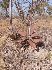 Aloe parvibracteata