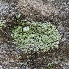 Botryolepraria lesdainii