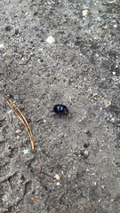 Anoplotrupes stercorosus